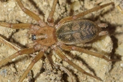 Pterotricha simoni