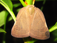 Ricania sublimata