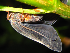 Ricania sublimata