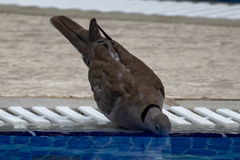 Streptopelia decaocto
