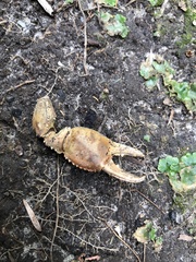 Engaeus tuberculatus