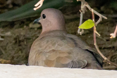Streptopelia senegalensis