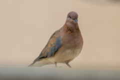 Streptopelia senegalensis