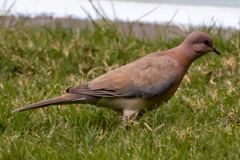 Streptopelia senegalensis