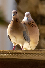 Streptopelia senegalensis