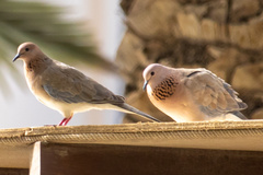 Streptopelia senegalensis