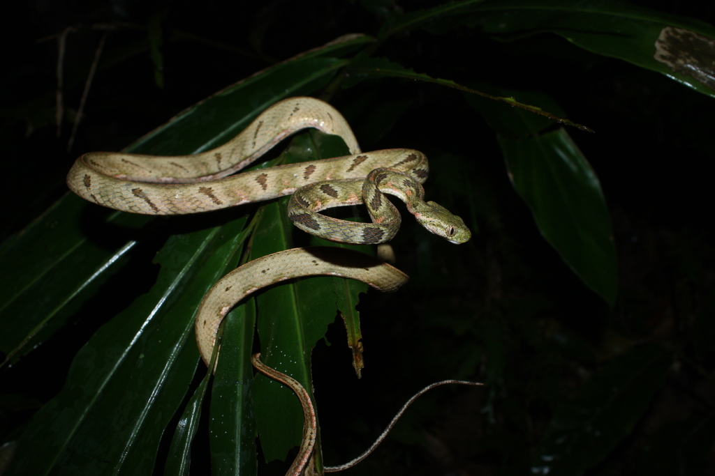 Bengkulu Cat Snake
