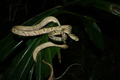 Boiga bengkuluensis