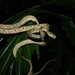 Green-headed Cat Snake - Photo (c) bankv, some rights reserved (CC BY-NC), uploaded by bankv