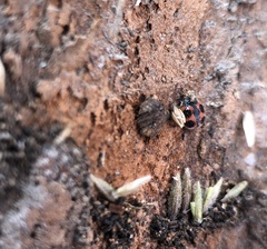 Platynaspis maculosa