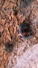 Platynaspis maculosa