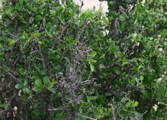 Ehretia alba