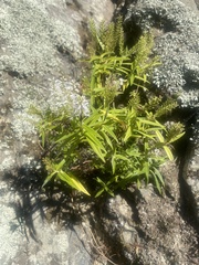 Veronica angustissima