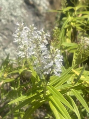 Veronica angustissima