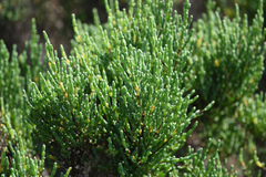 Tecticornia arbuscula