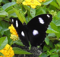 Hypolimnas bolina nerina