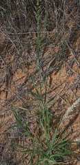 Schmidtia pappophoroides