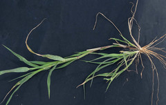 Schmidtia pappophoroides