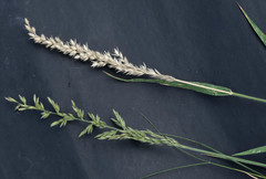 Schmidtia pappophoroides