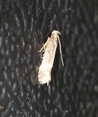 Eulamprotes atrella