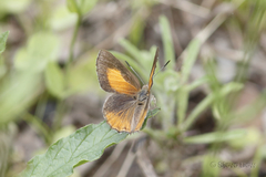 Paralucia pyrodiscus