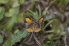 Paralucia pyrodiscus