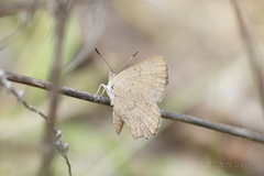 Paralucia pyrodiscus