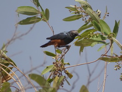 Lamprotornis pulcher