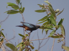 Lamprotornis pulcher