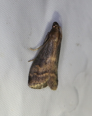 Euzophera fuliginosella