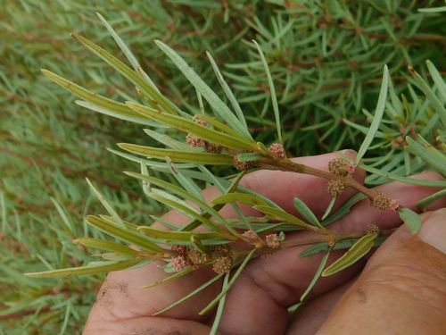 Grubbia tomentosa (Grubbia tomentosa)