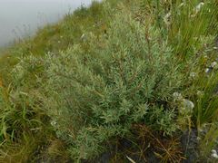 Grubbia tomentosa