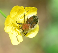 Pygopleurus apicalis