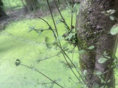 Coprosma pedicellata