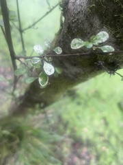 Coprosma pedicellata