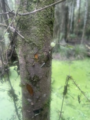 Coprosma pedicellata