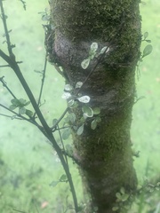 Coprosma pedicellata