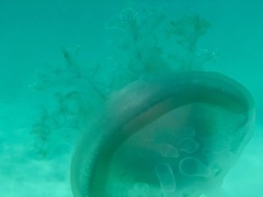 Cepheidae