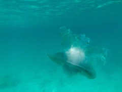 Cepheidae