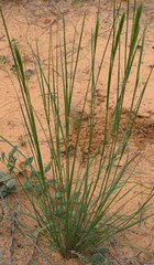 Aristida congesta congesta