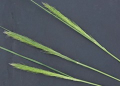 Aristida congesta congesta