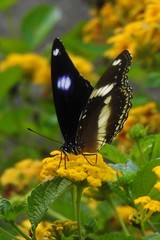 Hypolimnas bolina nerina