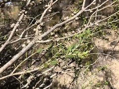 Melaleuca acuminata