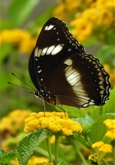 Hypolimnas bolina nerina