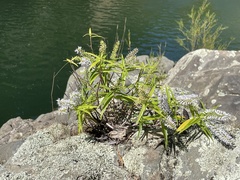 Veronica angustissima