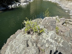 Veronica angustissima