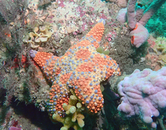 Asterodiscides truncatus