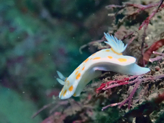 Goniobranchus tasmaniensis