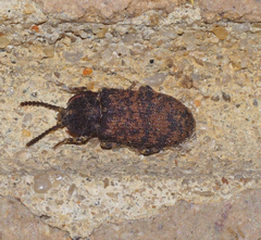 Dipsaconia pyritosa