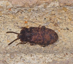 Dipsaconia pyritosa
